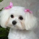 Picture Your Pets Chicago Pet Photography Services