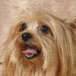 Picture Your Pets Chicago Pet Photography Services