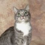 Picture Your Pets Chicago Pet Photography Services