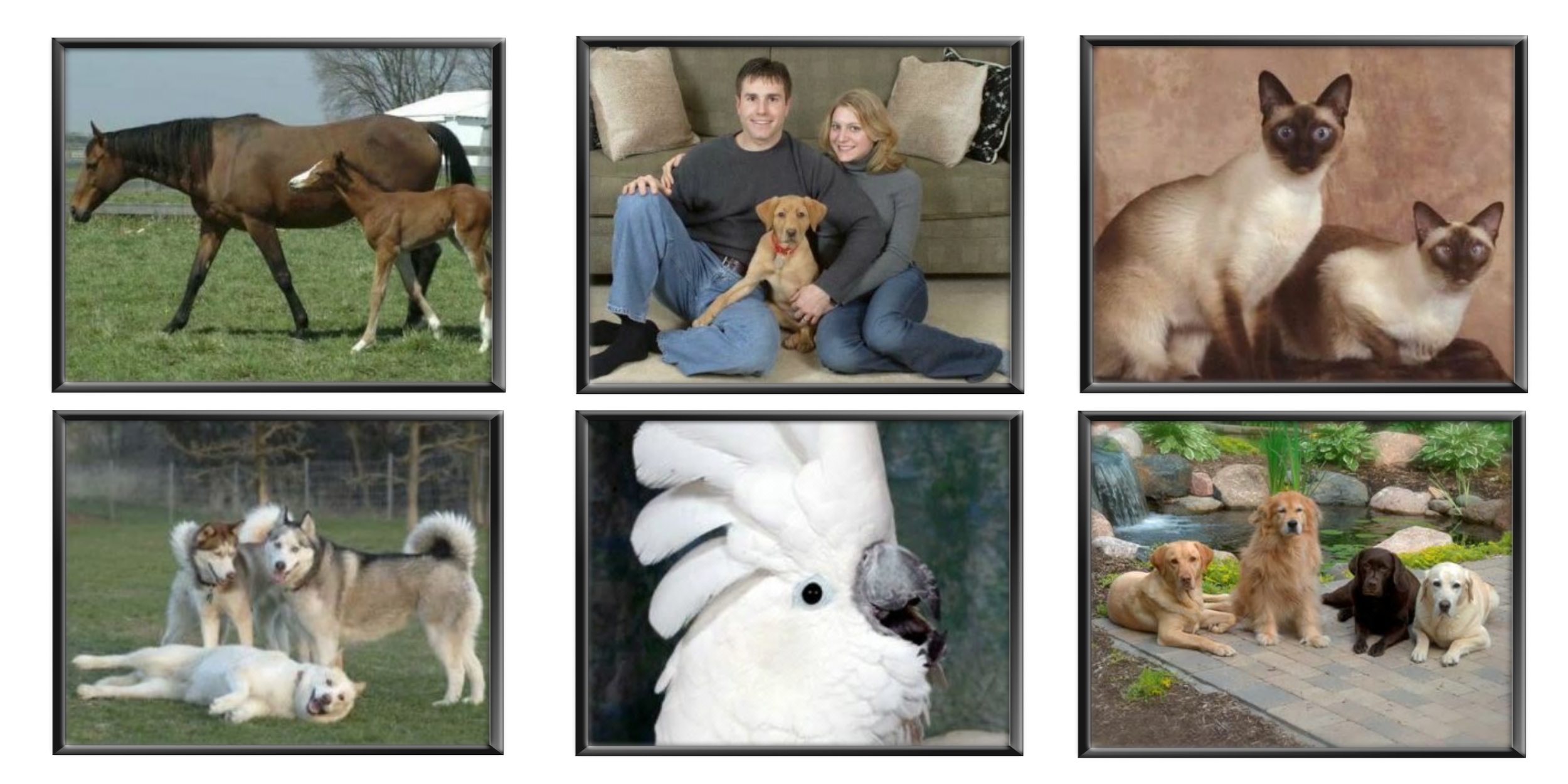 Picture Your Pets Chicago Pet Photography Services