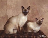 Picture Your Pets Chicago Pet Photography Services | Cats