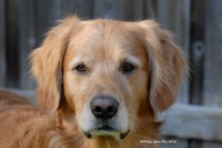 Picture Your Pets Chicago Pet Photography Services | Dogs